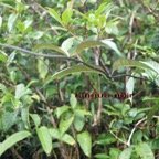 Lingue noir - Danais fragrans.jpg