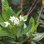 Losto cafe - Gaertnera vaginata - Rubiacee - B.jpg