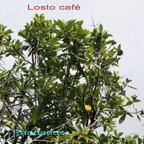 Losto cafe et Pandanus montanus.jpg