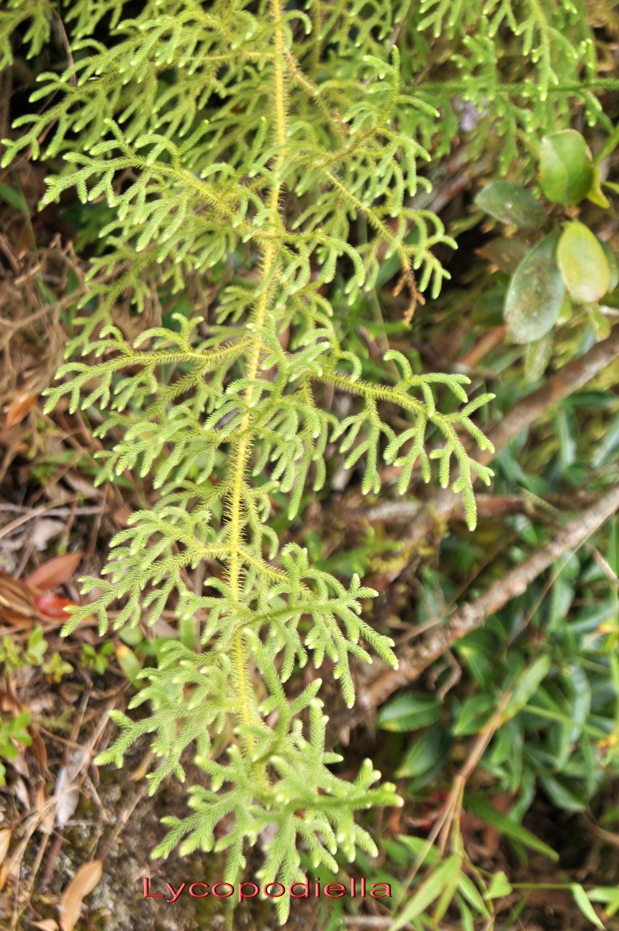 Lycopodiella.jpg