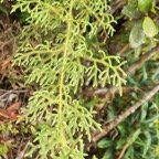 Lycopodiella.jpg