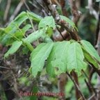 Mafatamboa - Cnestis glabra   -Connaracee  -I.jpg