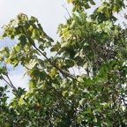 Mahot blanc - Dombeya ciliata - Malvacee - B.jpg