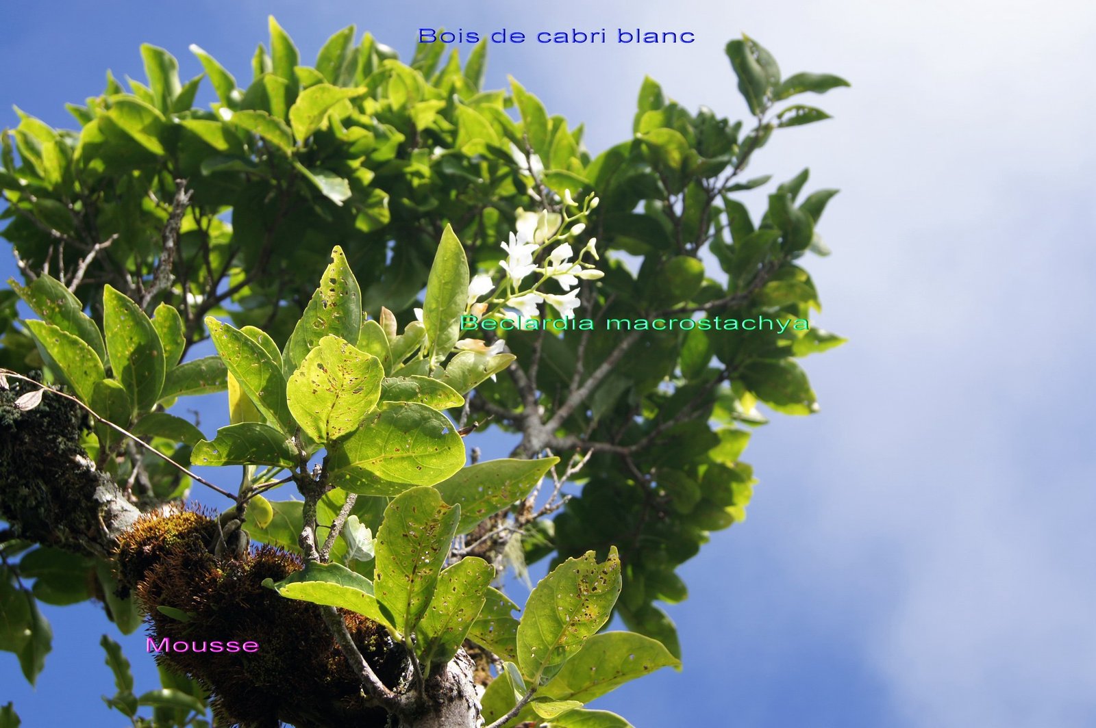 Mousse et Orchidee sur  Antidesma madagascariense.jpg