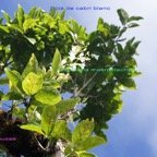 Mousse et Orchidee sur  Antidesma madagascariense.jpg