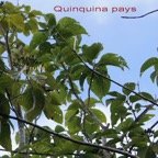 Mussaenda landia.jpg