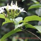 Musseanda landia.jpg