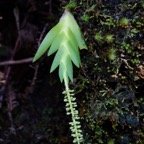 Oberonia disticha - Orchidacee - I.jpg