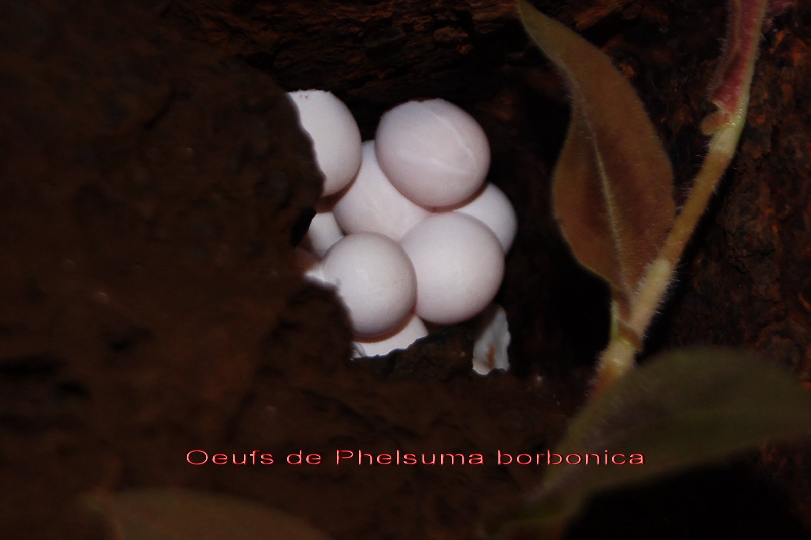 Oeufs du Lezard vert des Hauts.jpg