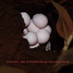 Oeufs du Lezard vert des Hauts.jpg