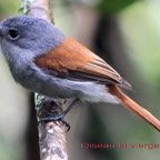 Oiseau la vierge - Tersiphone - B.jpg