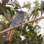 Oiseau la vierge- Femelle.jpg