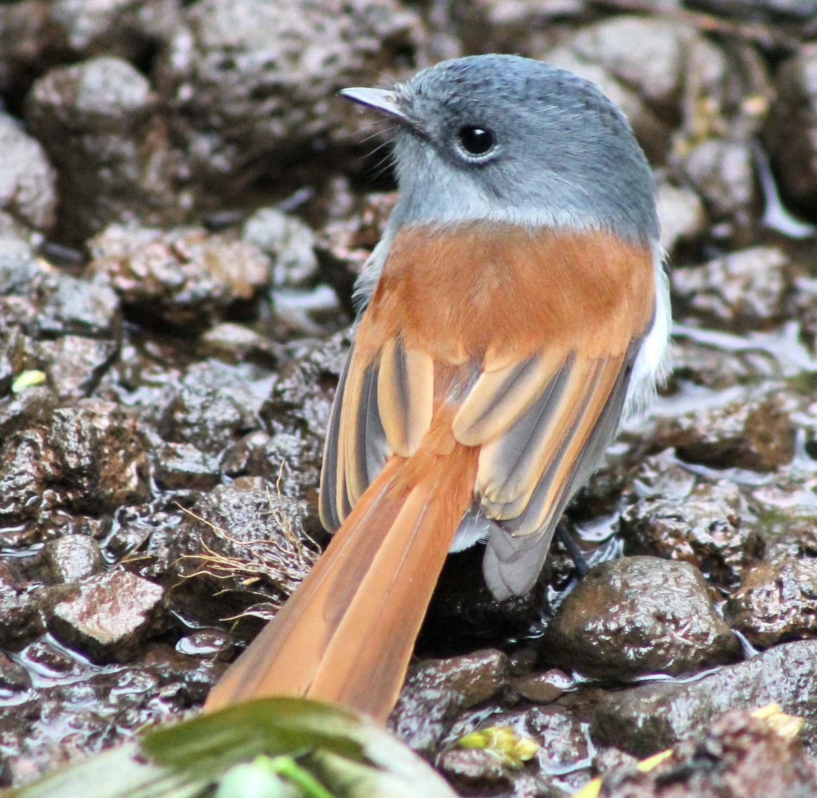 Oiseau la vierge-3.jpg