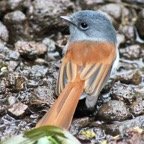 Oiseau la vierge-3.jpg