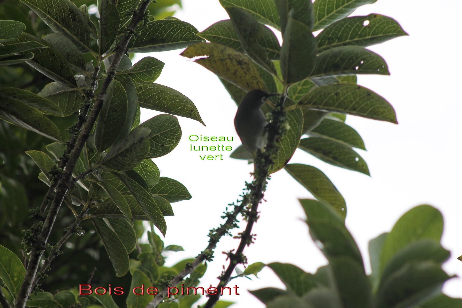 Oiseau lunette vert sur Bois de piment.jpg