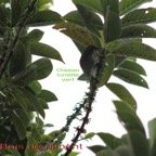 Oiseau lunette vert sur Bois de piment.jpg