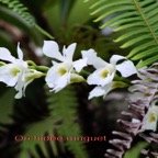 Orchidee muguet - Beclardia macrostachya - Orchidacee - I.jpg