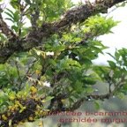 Orchidee Ti-carambole et Orchidee muguet.jpg