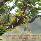 Orchidee Ti-carambole sur Bois de cabri blanc.jpg
