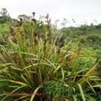 Paille sabre - Machaerina iridifolia - Cyperacee - I.jpg