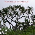 Pandanus montanus- Pandanacee - B.jpg