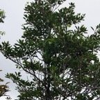 Petit  Natte - Labourdonnaisia calophylloides- Sapotacee-BM.jpg