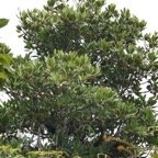 Petit natte - Labourdonnaisia calophylloides - Sapotacee.jpg
