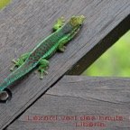 Phelsuma borbonica a Eden.jpg