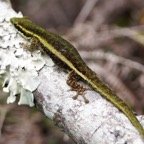 Phelsuma-10.jpg