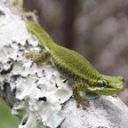 Phelsuma-6.jpg