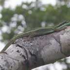 Phelsuma-8.jpg