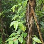 Piper borbonnense - Piperacee -I.jpg