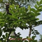 Polyscias repanda.jpg