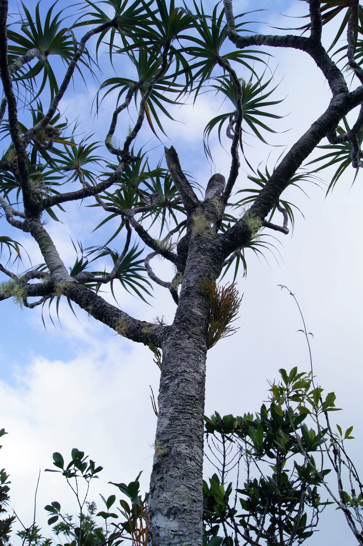 Psilotum nudum sur Pandanus montanus.jpg