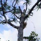 Psilotum nudum sur Pandanus montanus.jpg