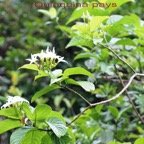 Quinquina pays - Musseana landia - Rubiacee - I.jpg