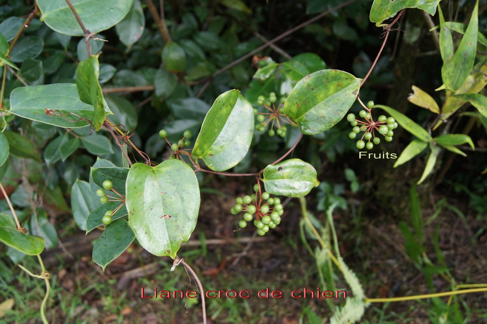 Smilax anceps.jpg