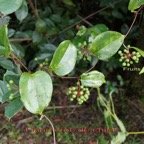 Smilax anceps.jpg