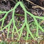 Sticherus flagellaris - Gleicheniacee - I.jpg