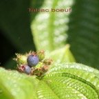 Tabac boeuf - Clidemia hirta - Melastomatacee - exo.jpg