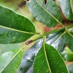 Takamaka pays- Calophyllum tacamahaca- Clusiacee - BM.jpg