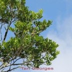 Tan Georges - Molinea alternifolia - Sapindacee - I.jpg