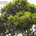 Tan Georges en fleurs.jpg