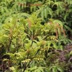 Tan rouge - Weinmannia tintoria - Cunoniacee - Masc.jpg