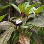 Tristemma mauritianum - Melastomatacee - exo.jpg