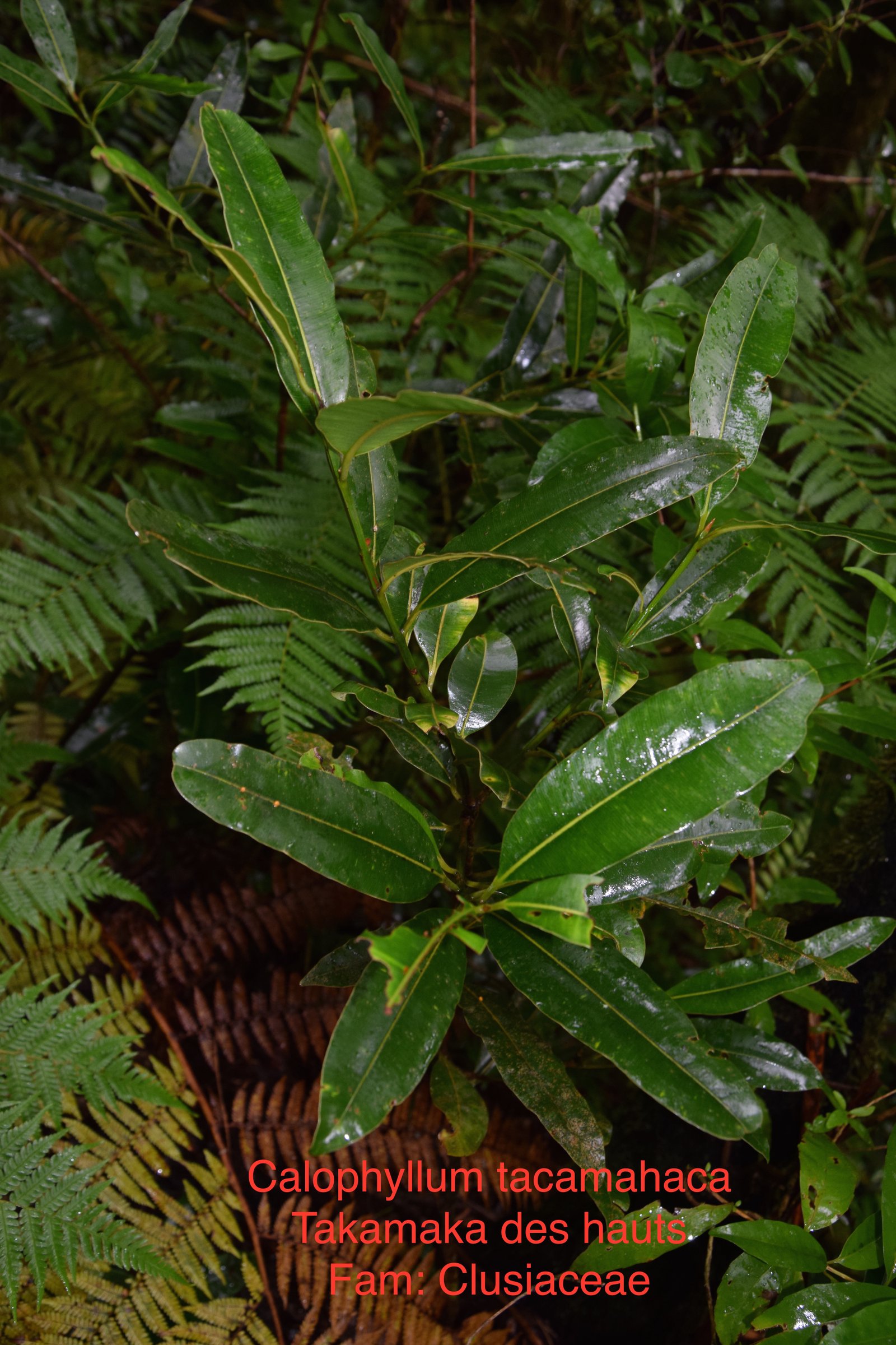 DSC_0917.JPG