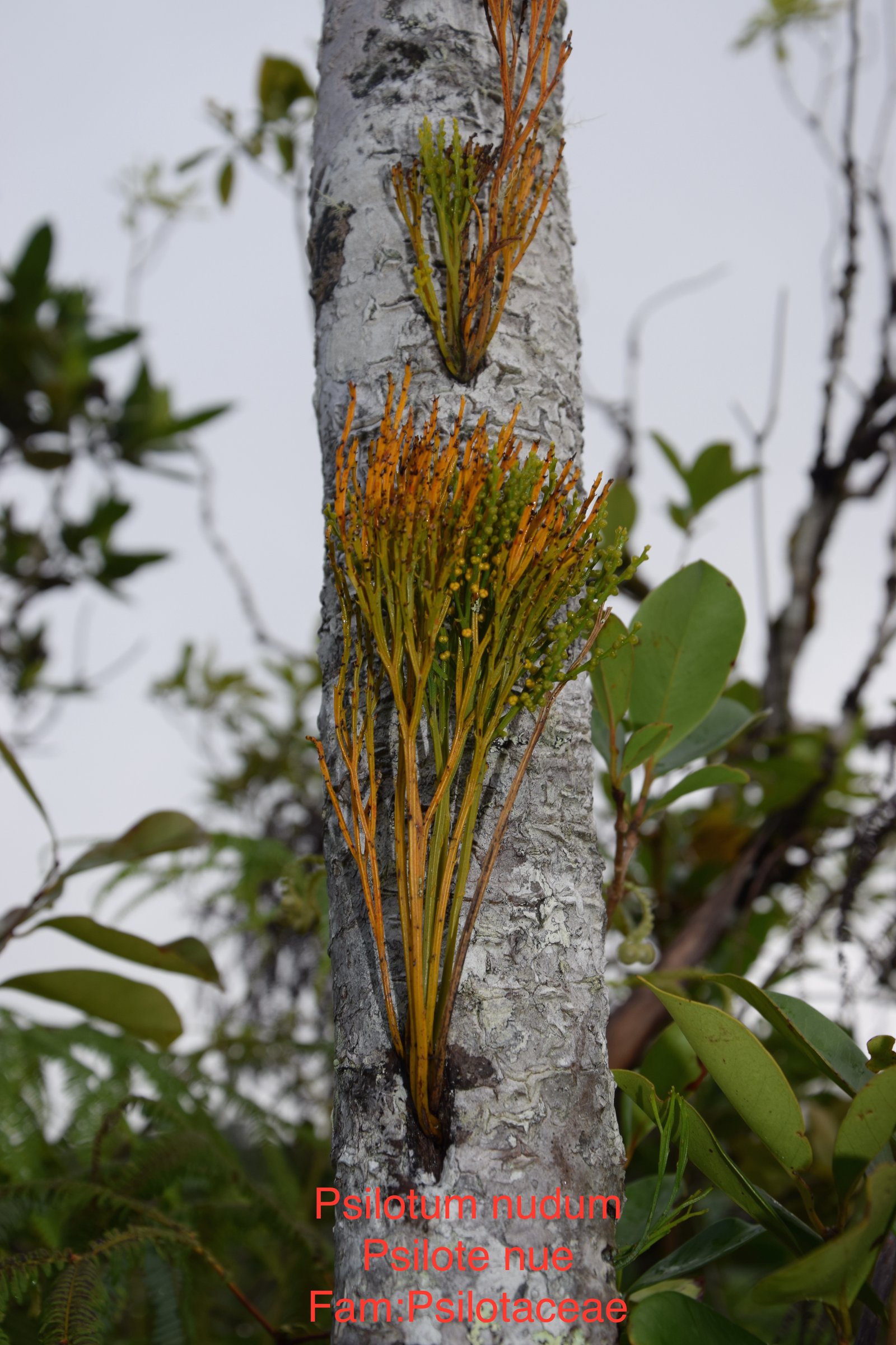 DSC_0925.JPG