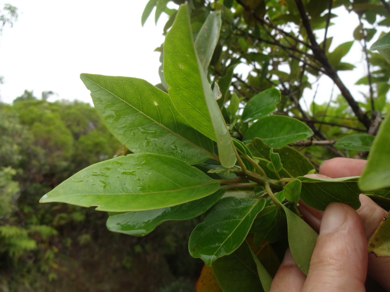 17 4 Nuxia verticillata Bois maigre Stilbacee Tige carree  DSC09971.jpg