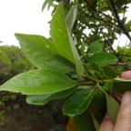 17 4 Nuxia verticillata Bois maigre Stilbacee Tige carree  DSC09971.jpg