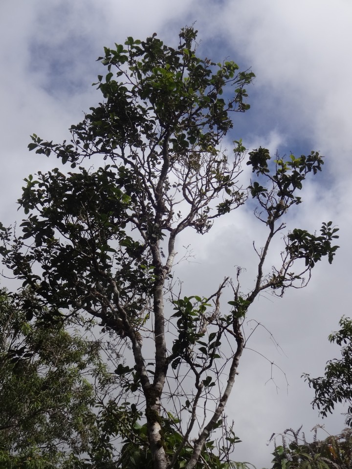 18 1 Homalium paniculatum Corce blanc Salicacee DSC00062.jpg
